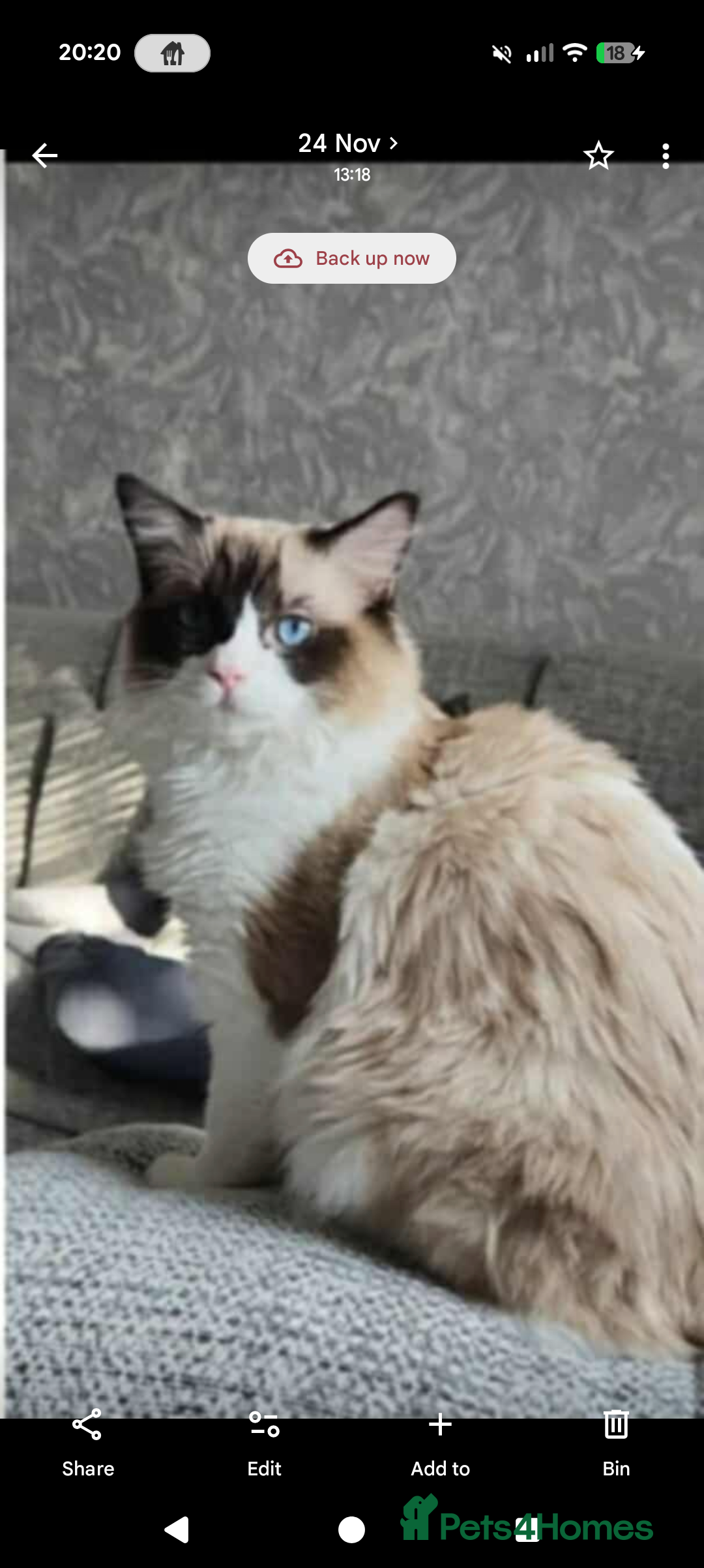 Ragdoll cats for sale: Ragdoll s £550 - Advert 4