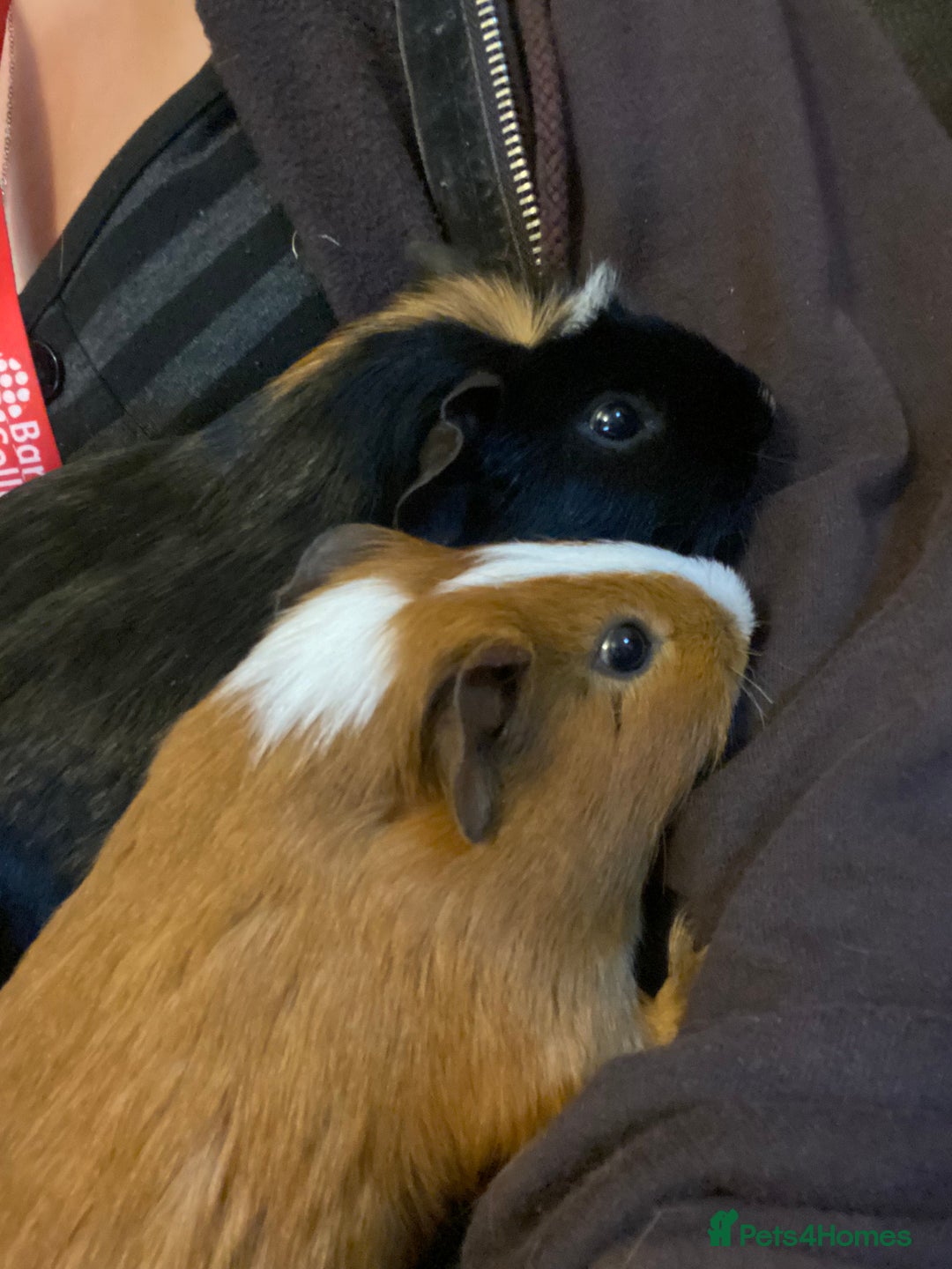 Guinea Pig rodents for sale: Cinnamon and peanut (comes with everything) - Advert 1