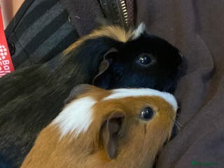 Guinea Pig rodents Cinnamon+peanut URGENT (everything included) - Advert 10