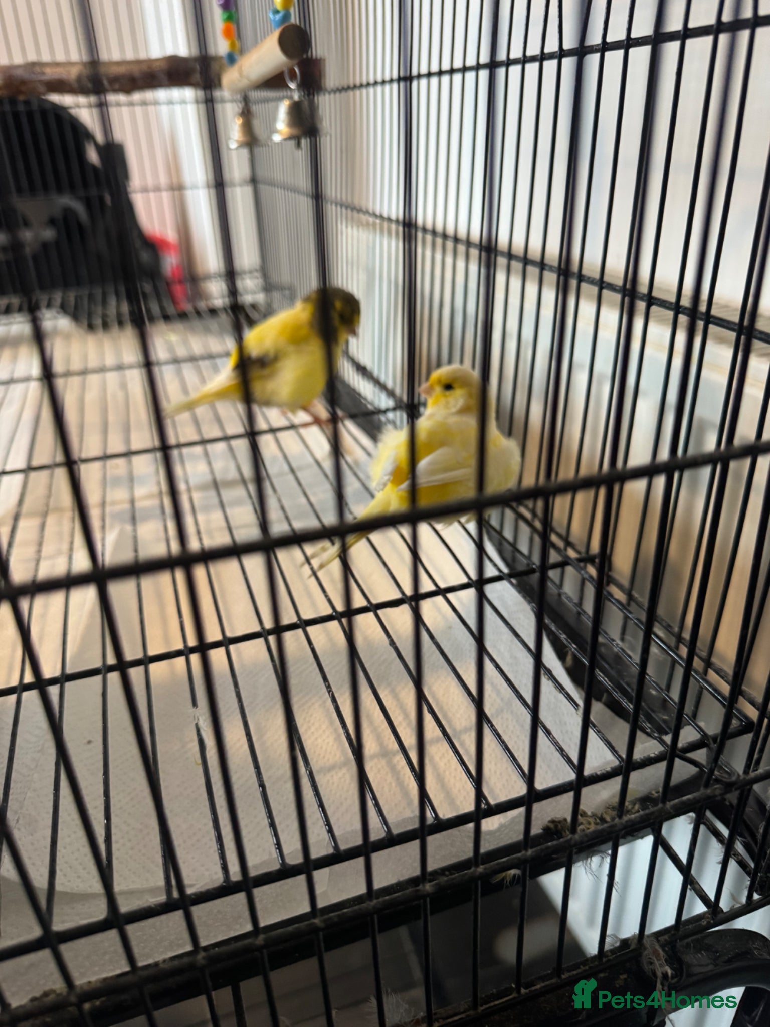 Canaries birds X2 canaries - Advert 1