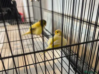 Canaries birds X2 canaries - Advert 1