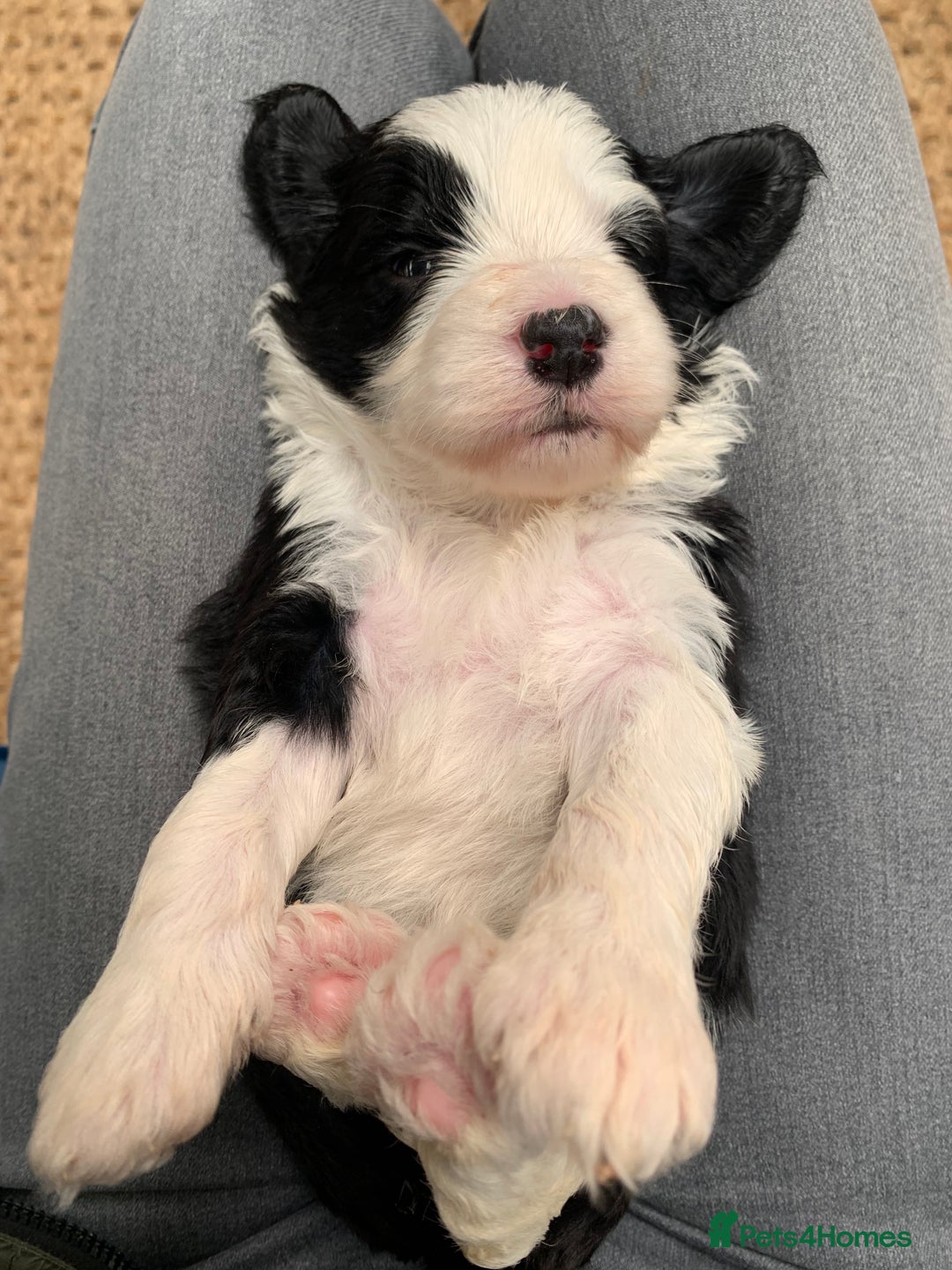 Sheepadoodle dogs for sale: Medium Sheepadoodle Puppies Available  - Image 9