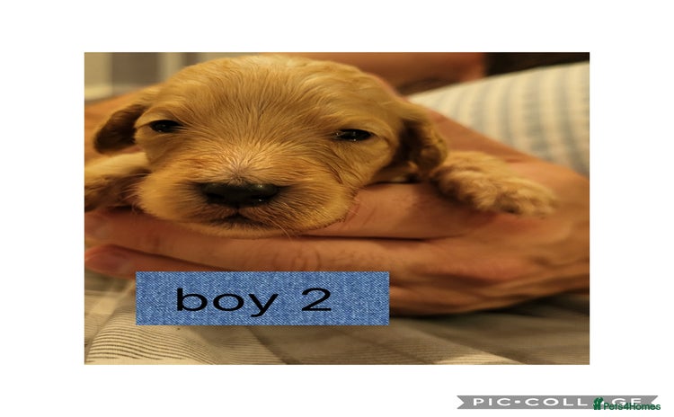 Mixed Breed dogs - Advert 12
