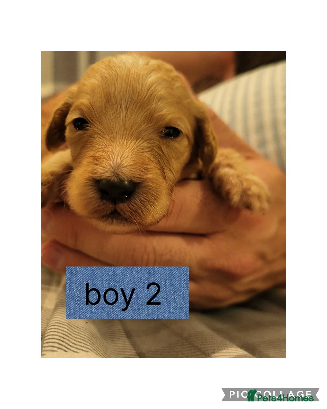 Mixed Breed dogs for sale: Rare silky cocker puppies  - Image 1