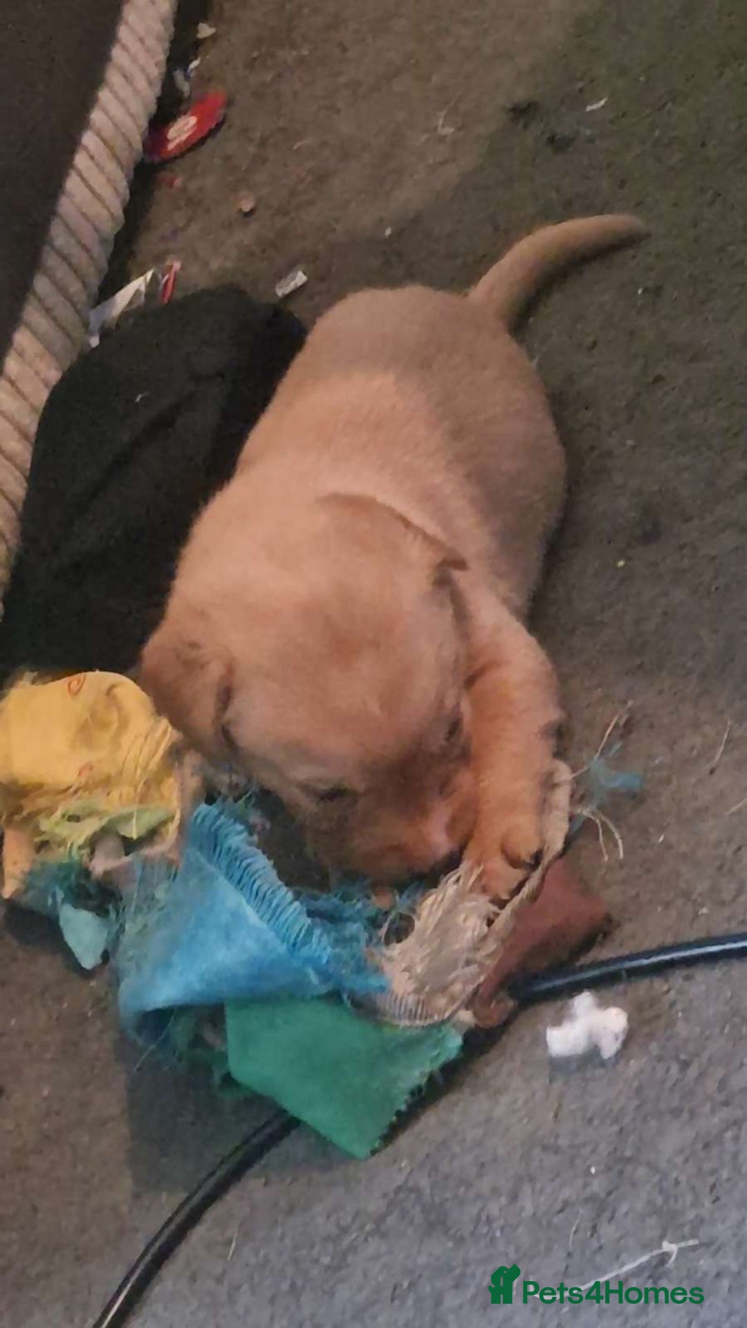 Mixed Breed dogs for sale: 4x Lab×Collie puppys - Image 2