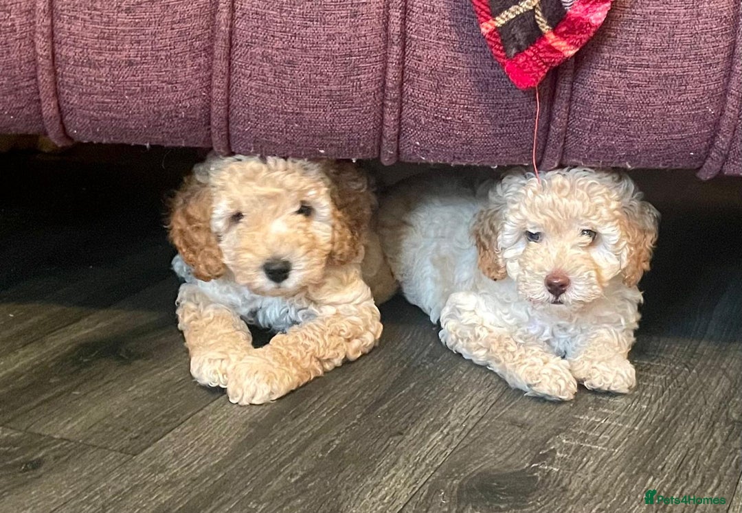 Miniature Poodle dogs for sale: LUXURY Litter of KC Registered Miniature Poodles - Image 13