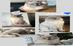 Ragdoll cats for sale: Ragdoll Kittens  - Image 4