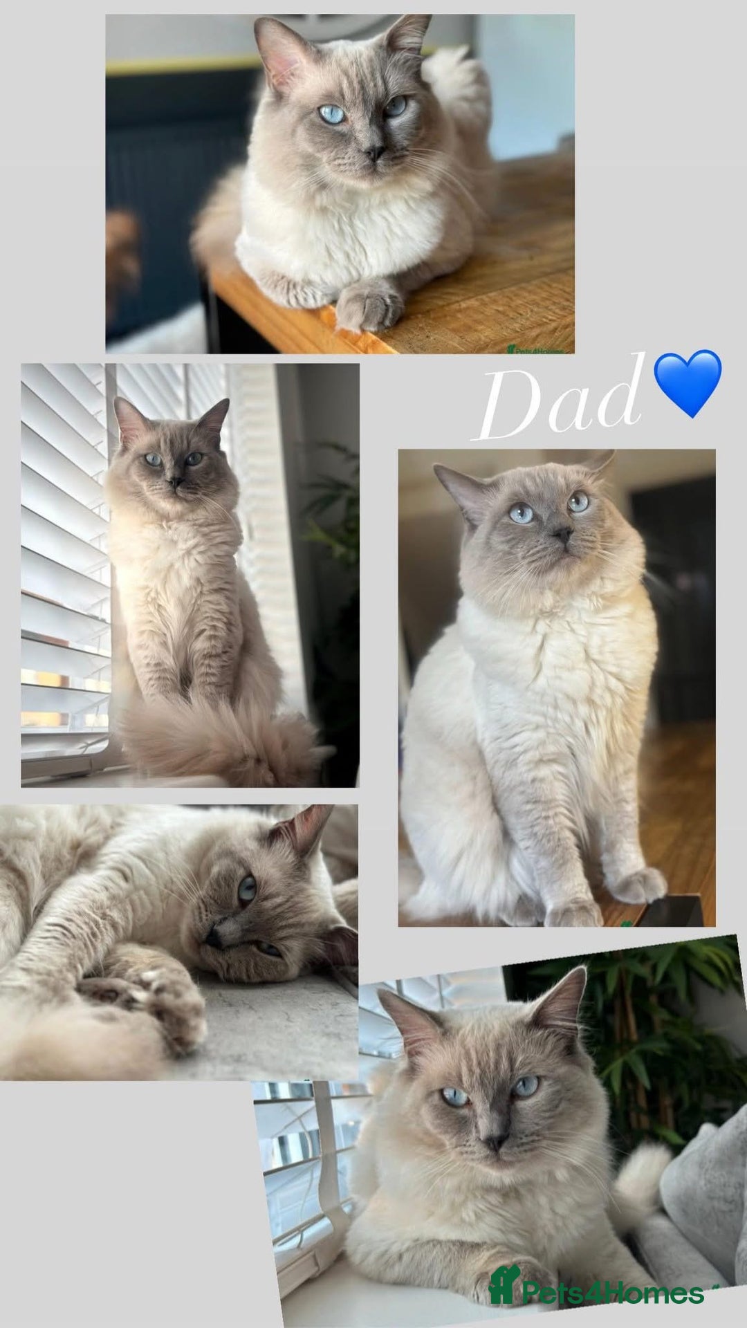 Ragdoll cats for sale: Ragdoll Kittens  - Image 4
