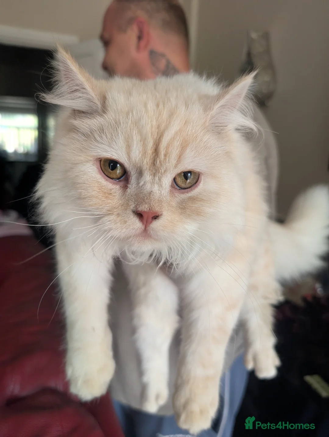 Persian cats for sale: Very sad sale of my beautiful boy in Sheffield - Advert 2