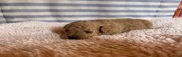 Shihpoo dogs for sale: Shihpoo puppies for sale  - Advert 3