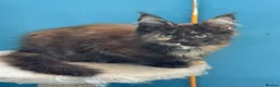 Maine Coon cats for sale: Beautiful TICA Reg kittens - Advert 10