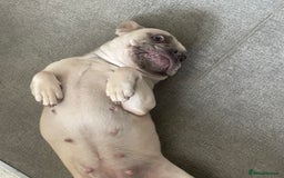 French Bulldog dogs for sale: Female French bulldog  - Image 6