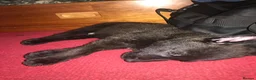 Belgian Shepherd Dog dogs for sale: Dutch herder  in Aldershot - Advert 5