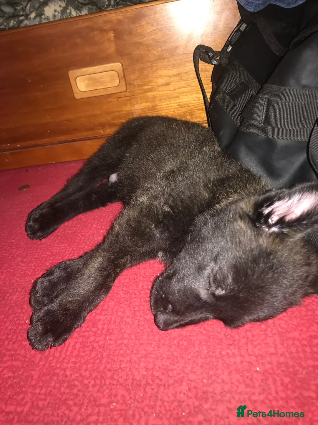 Belgian Shepherd Dog dogs for sale: Dutch herder  in Aldershot - Advert 5