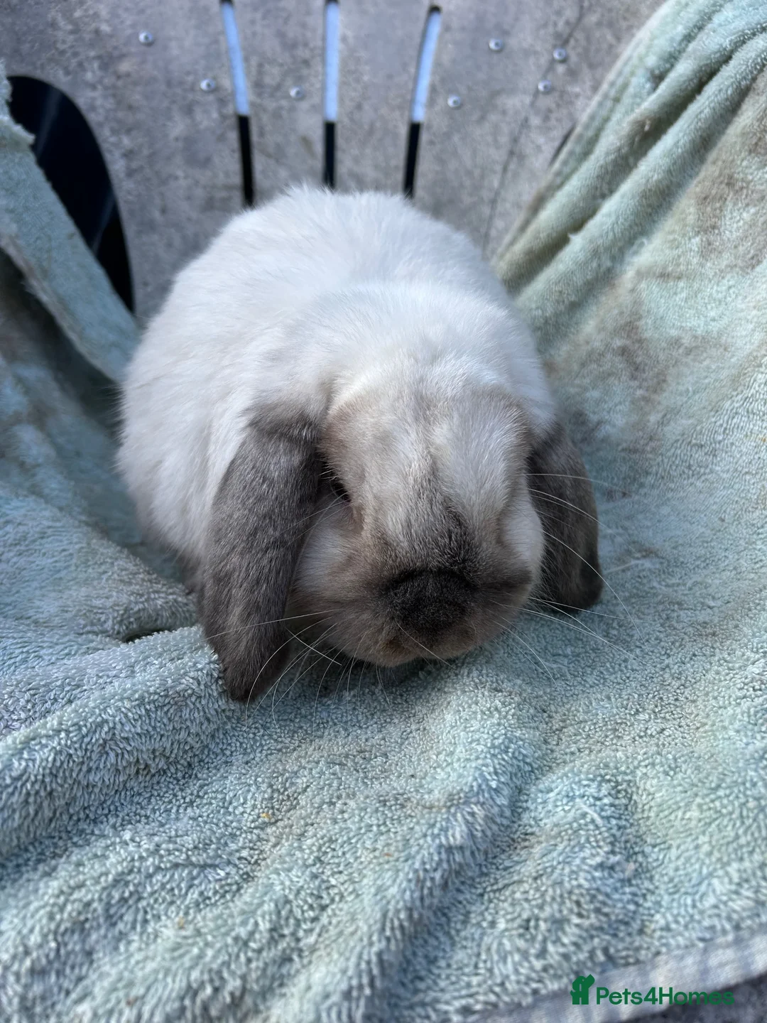 Mini Lop rabbits for sale: Sealpoint mini lop - Advert 2
