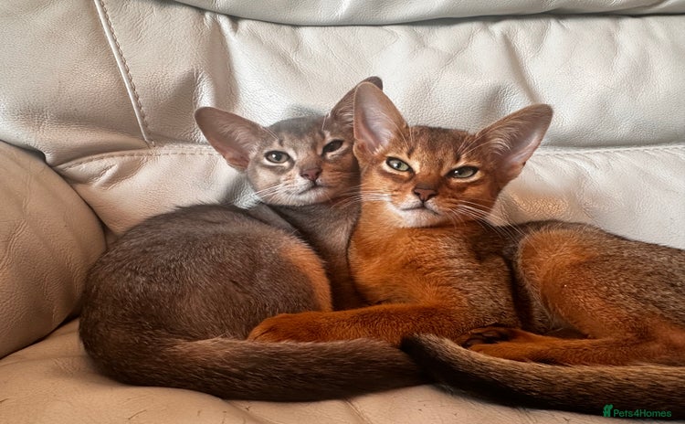 Somali cats - Advert 1