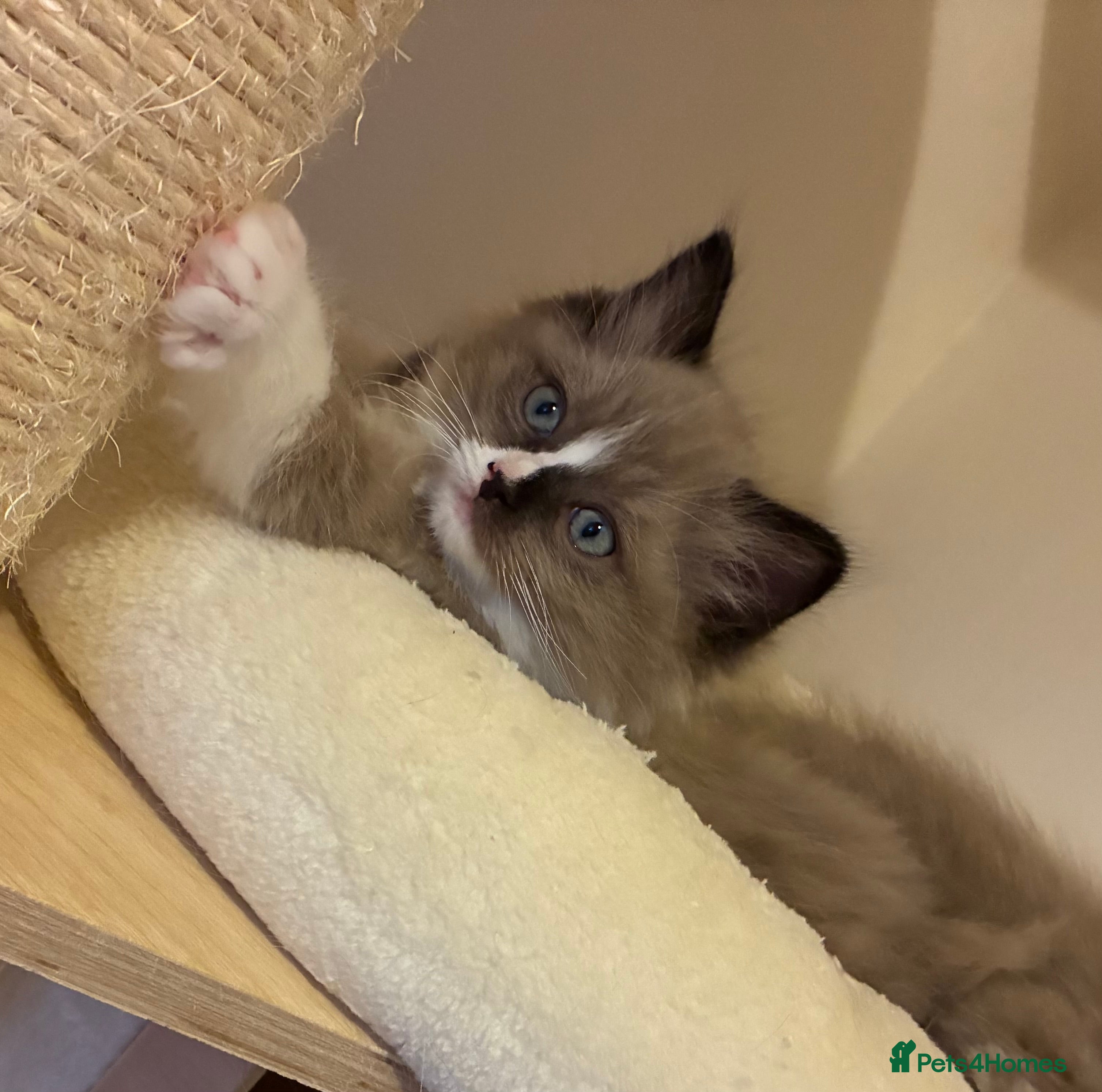 Ragdoll cats Tica registered Mink Ragdolls (cherubims) - Advert 3