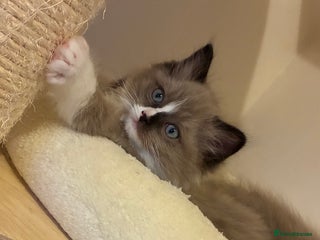 Ragdoll cats Tica registered Mink Ragdolls (cherubims) - Advert 2