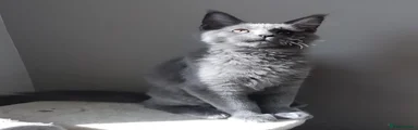 Maine Coon 1