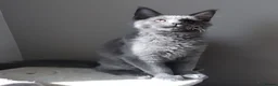 Maine Coon cats for sale: Maine coon kitten black smoke, grey-blue, tortoise - Advert 7