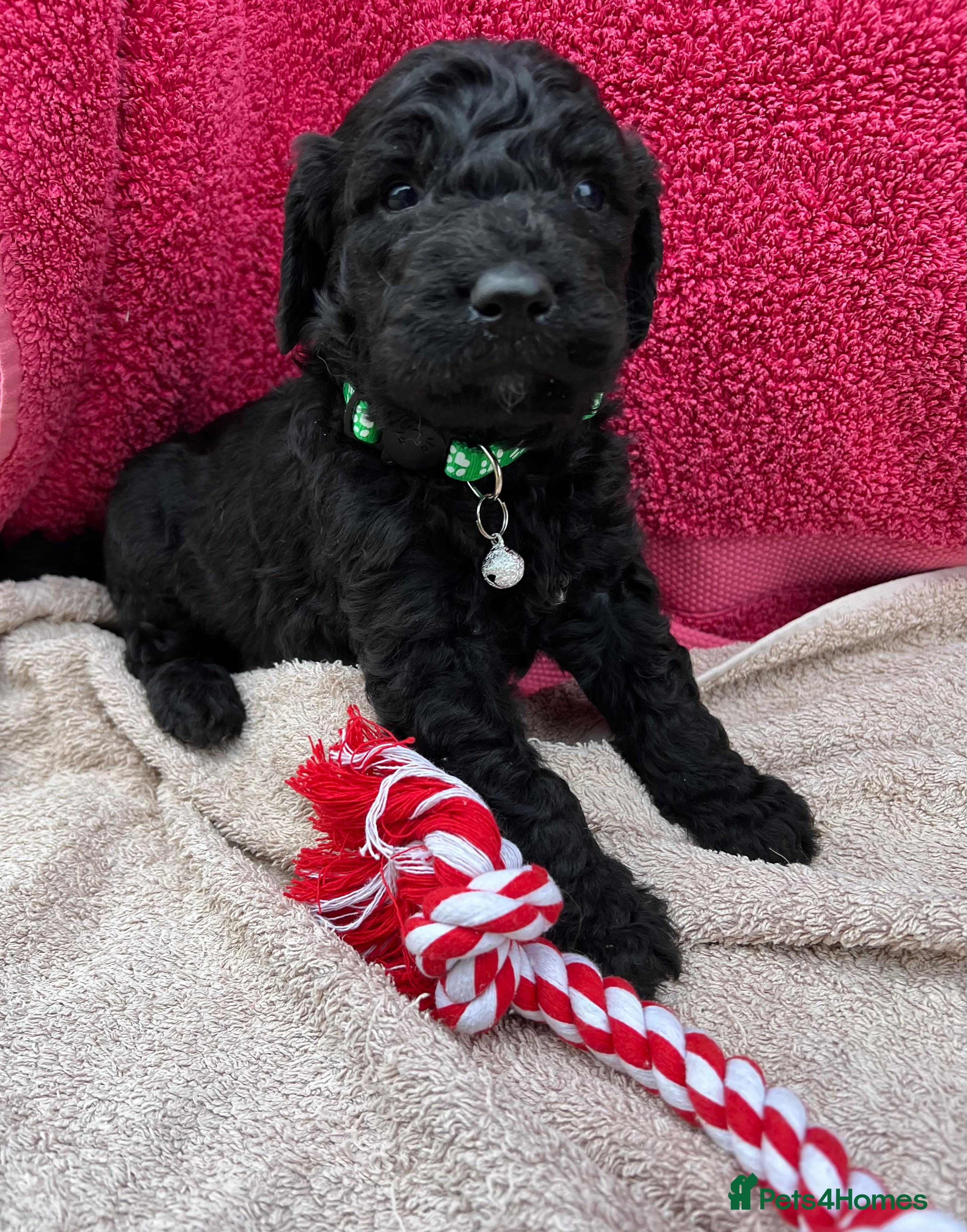 Goldendoodle dogs Goldendoodle puppies - Advert 4