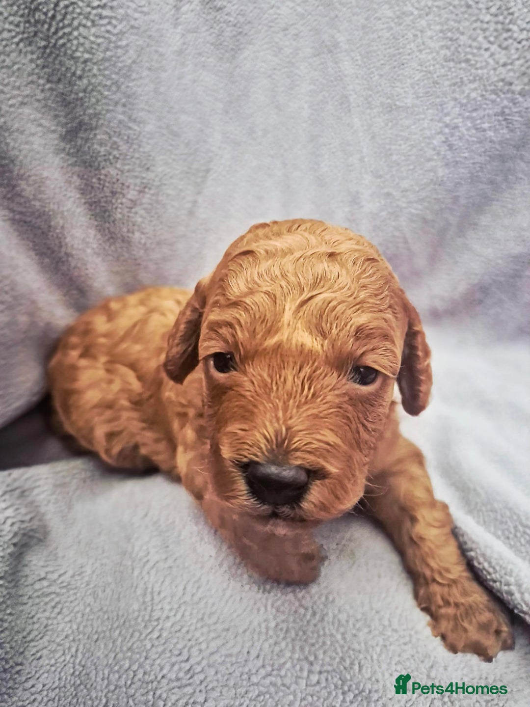 Toy Poodle dogs for sale: Exceptional Toy Poodles Health Tested&FamilyRaised - Image 6