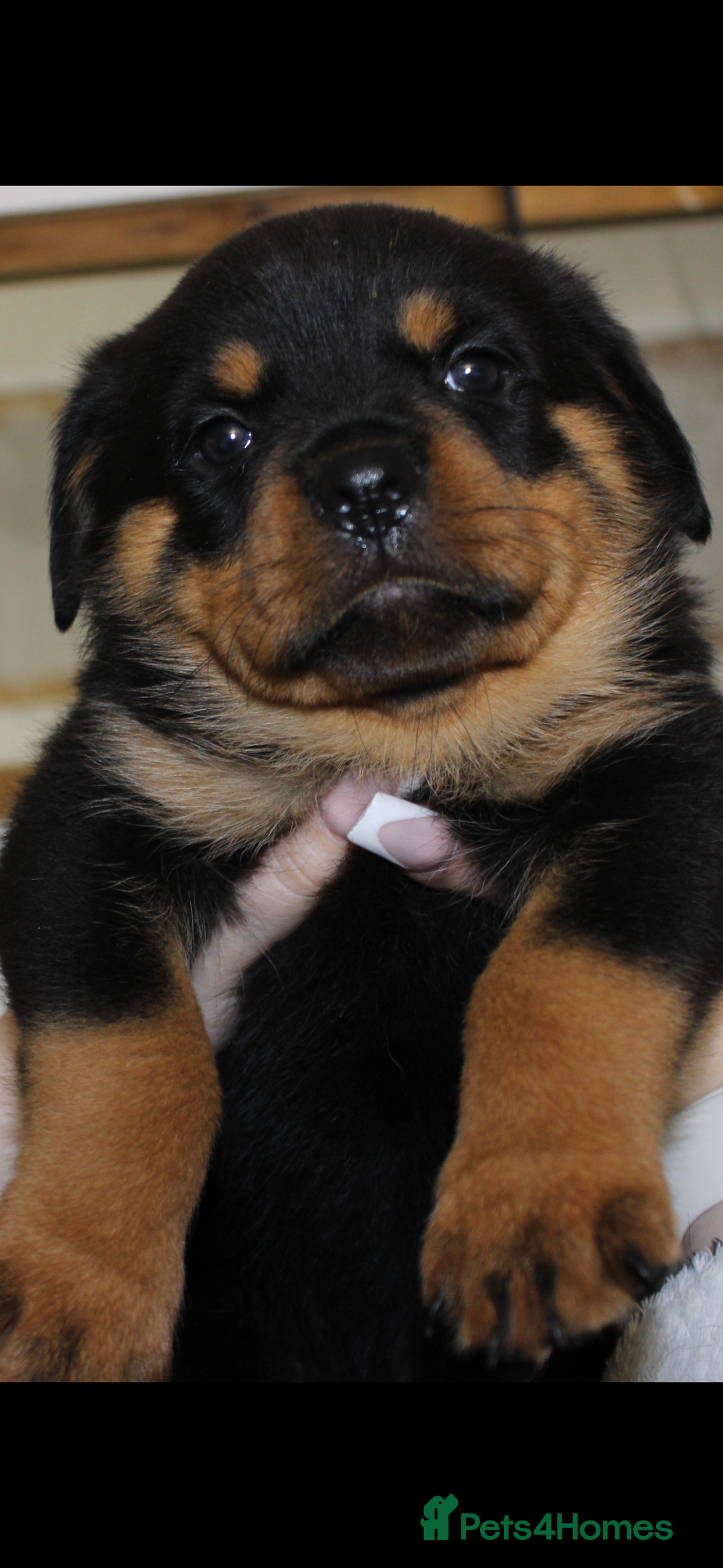 Rottweiler dogs for sale: Stunning Rottweiler Puppies  - Advert 16