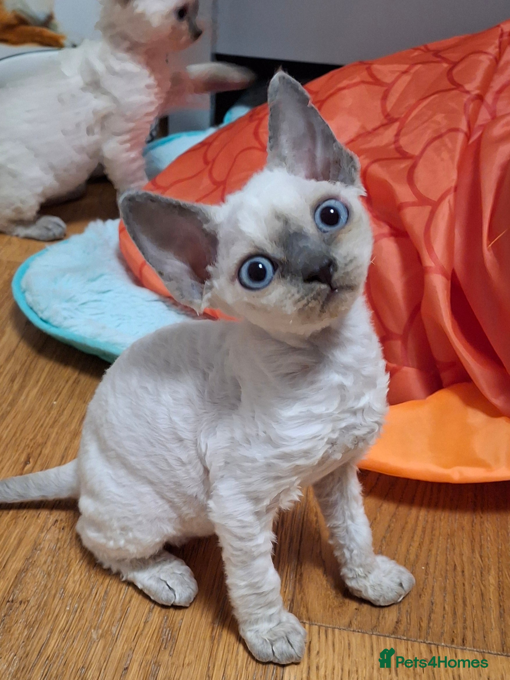 Devon Rex cats 🌸 Devon Rex with blue eyes FIFE registered  🌸 - Advert 1