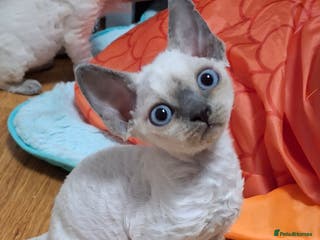 Devon Rex cats 🌸 Devon Rex with blue eyes FIFE registered 🌸 - Advert 1