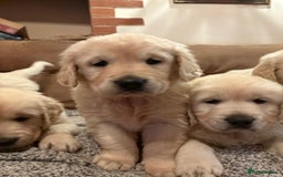 Golden Retriever dogs for sale: Chunky litter of cream/white retrievers  - Advert 2