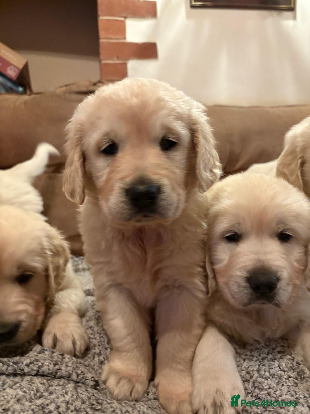 Golden Retriever dogs for sale: Chunky litter of cream/white retrievers  - Advert 2