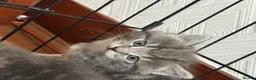 Mixed Breed cats for sale: British Short & Grey Tabby kittens - Advert 11