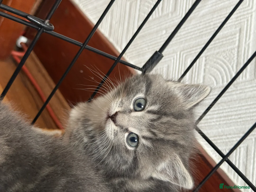 Mixed Breed cats for sale: British Short & Grey Tabby kittens - Advert 11