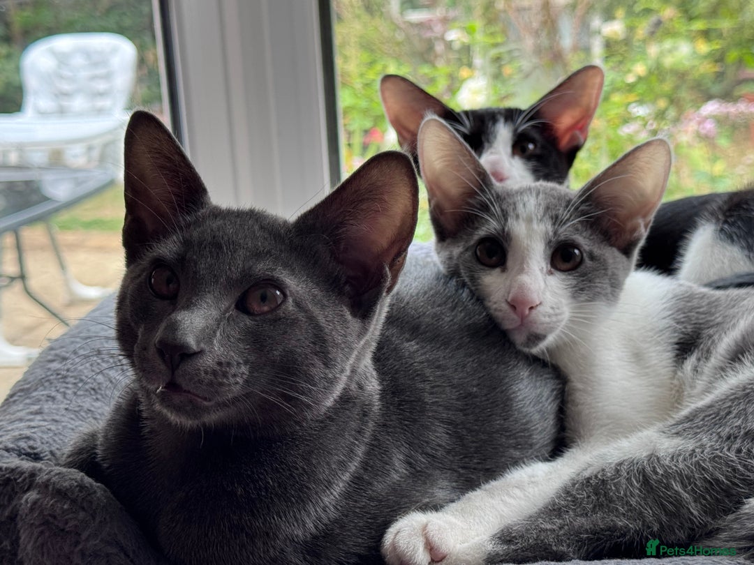 Oriental cats for sale: Ready now! Beautiful oriental mix kittens  - Image 31