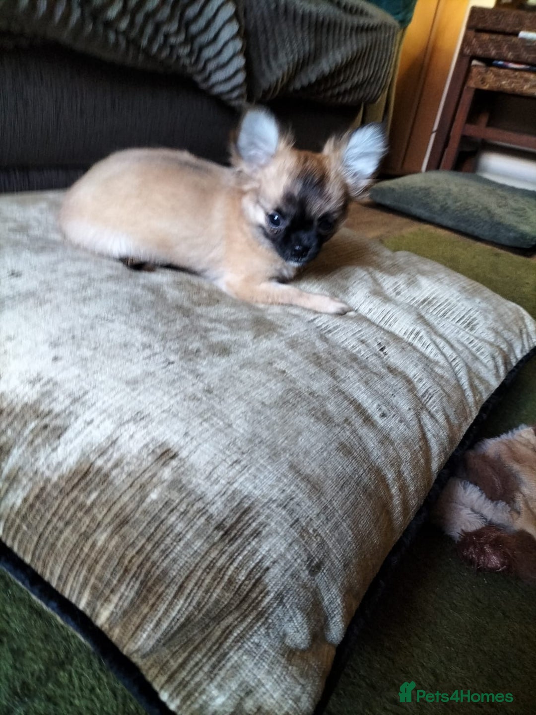 Chihuahua dogs for sale: 14 week old female long haired chihuahua  - Advert 6