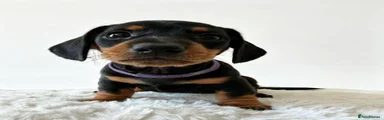 Miniature Dachshund 7