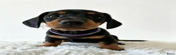 Miniature Dachshund dogs for sale: Beautiful Miniature Daschund Puppies  - Advert 5
