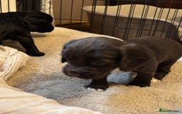 Cocker Spaniel dogs for sale: Gorgeous cocker spaniel ( working type) - Advert 8