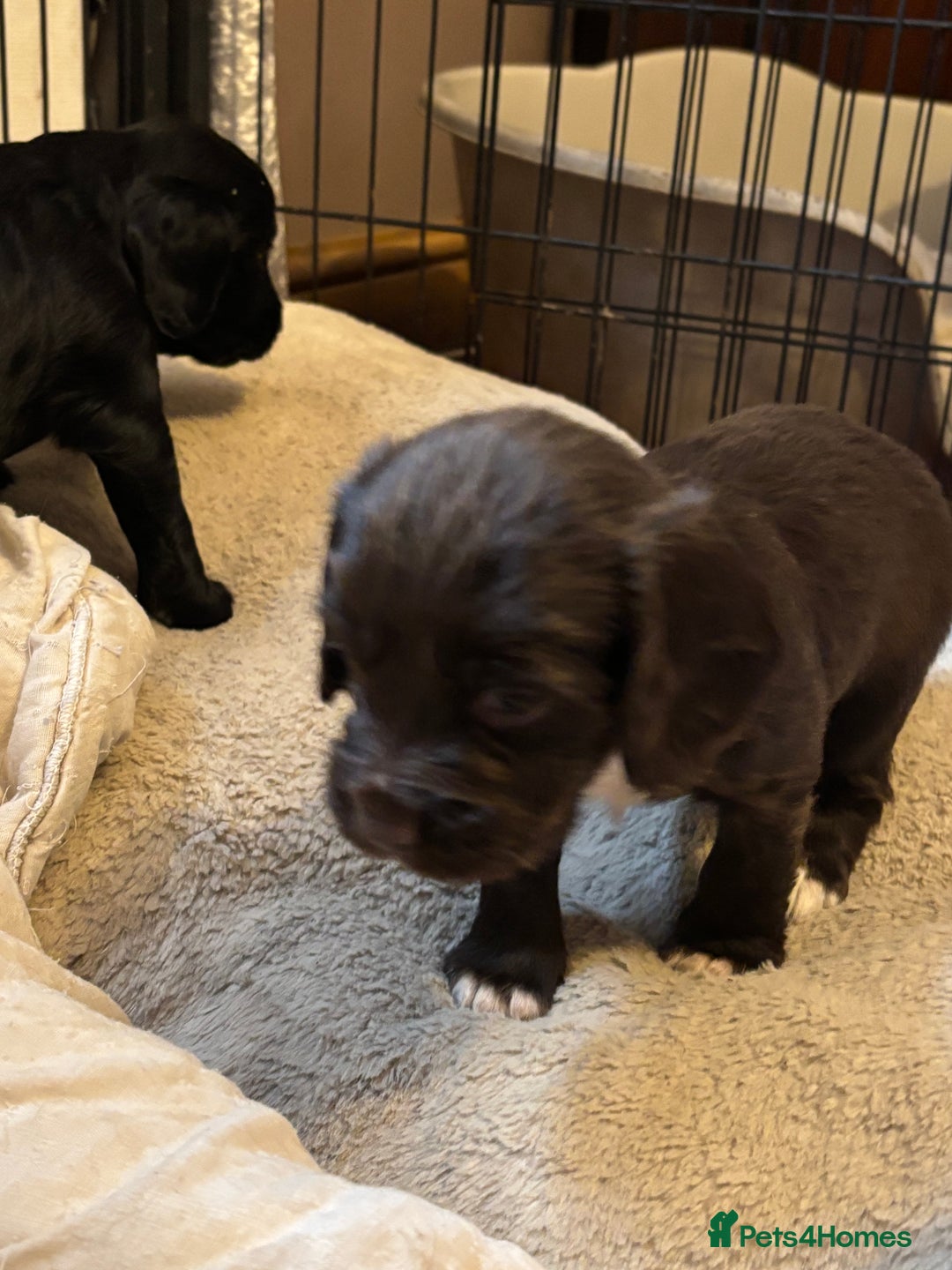Cocker Spaniel dogs for sale: Gorgeous cocker spaniel ( working type) - Advert 8