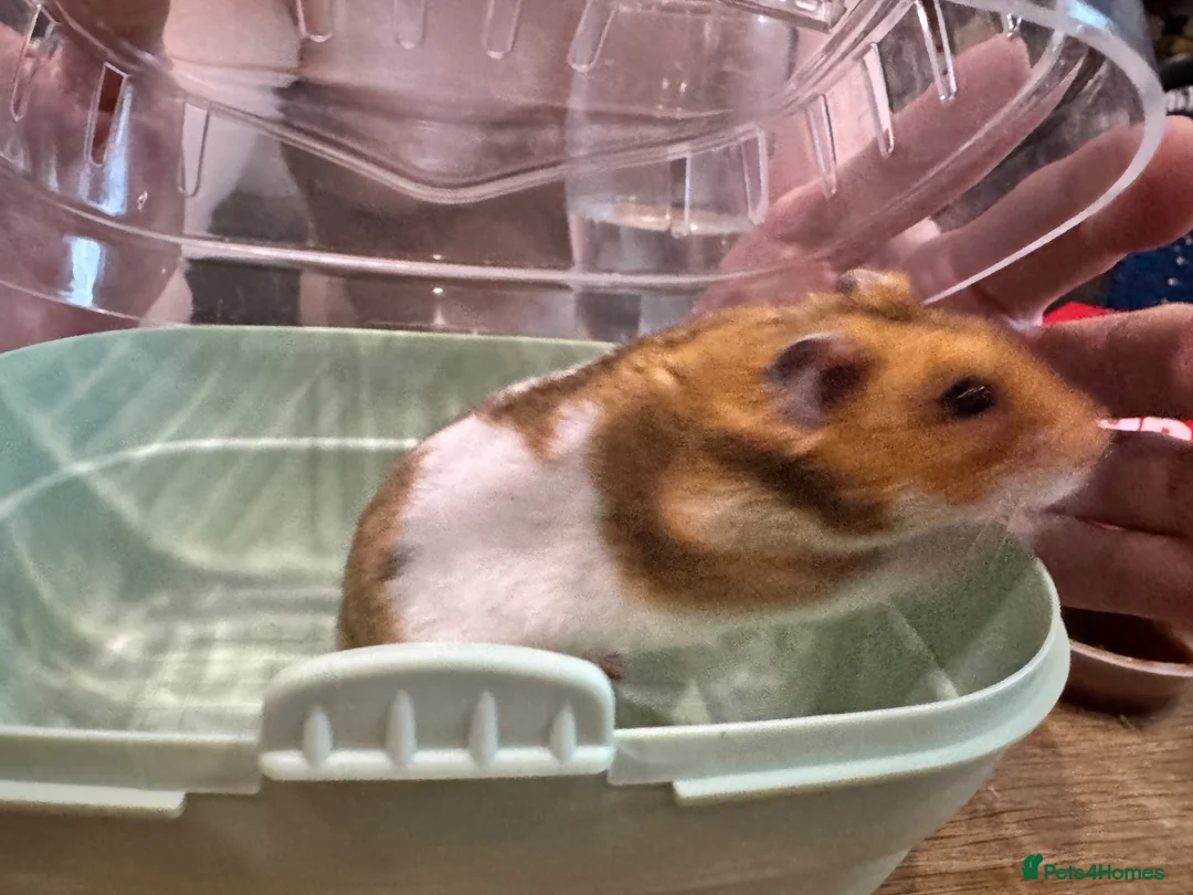 Hamster rodents for sale: Hamster for sale.  - Advert 2