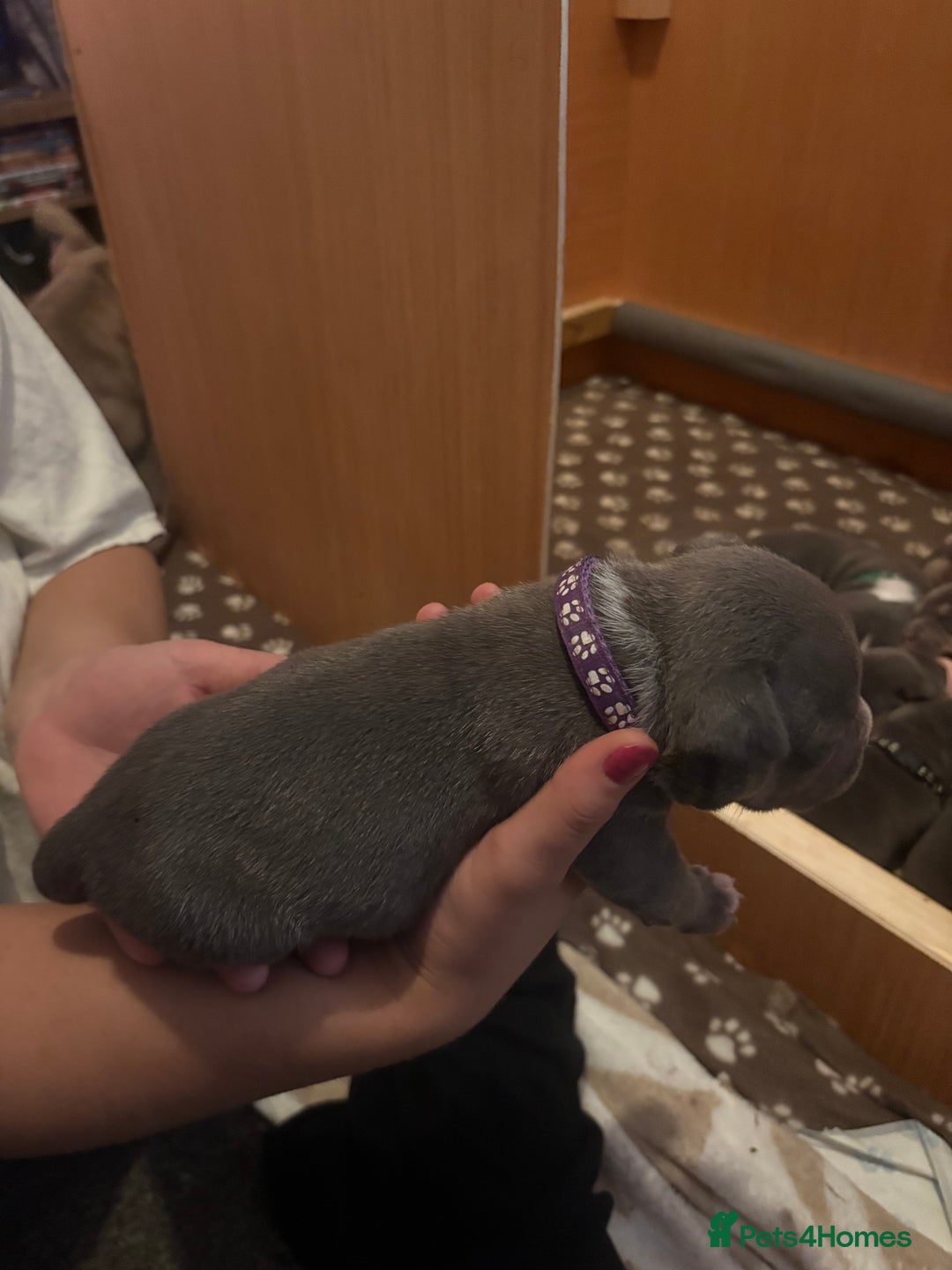 American Bully dogs for sale: American pocket bully tri pups - Image 20
