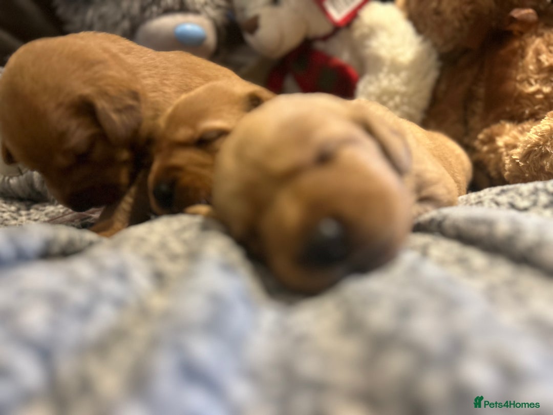 Labrador Retriever dogs for sale: Beautiful fox red and yellow lab puppies  - Image 18