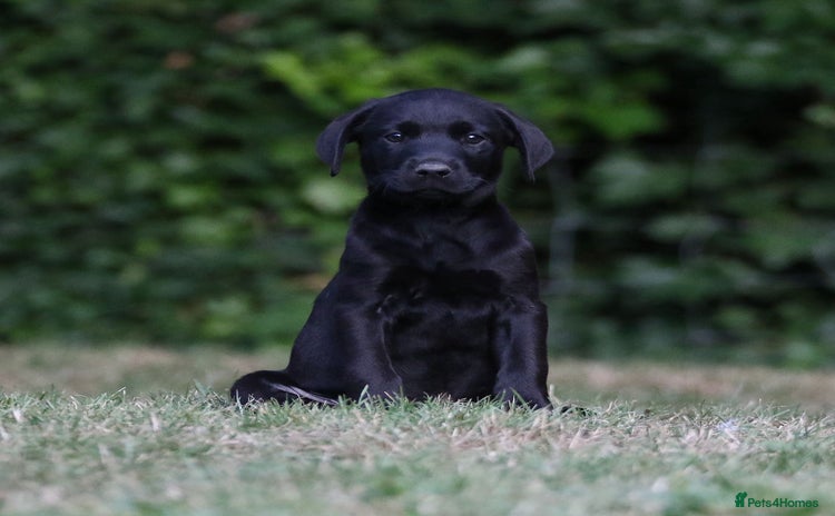 Labrador Retriever dogs - Advert 13