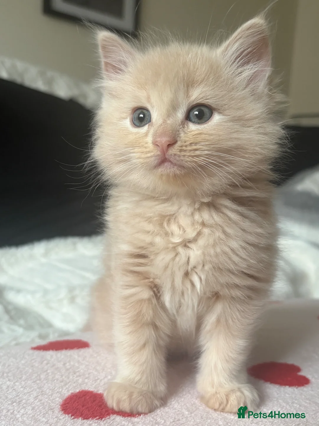 Ragdoll cats for sale: ragdoll X maine coone kittens  in Walsall - Advert 2