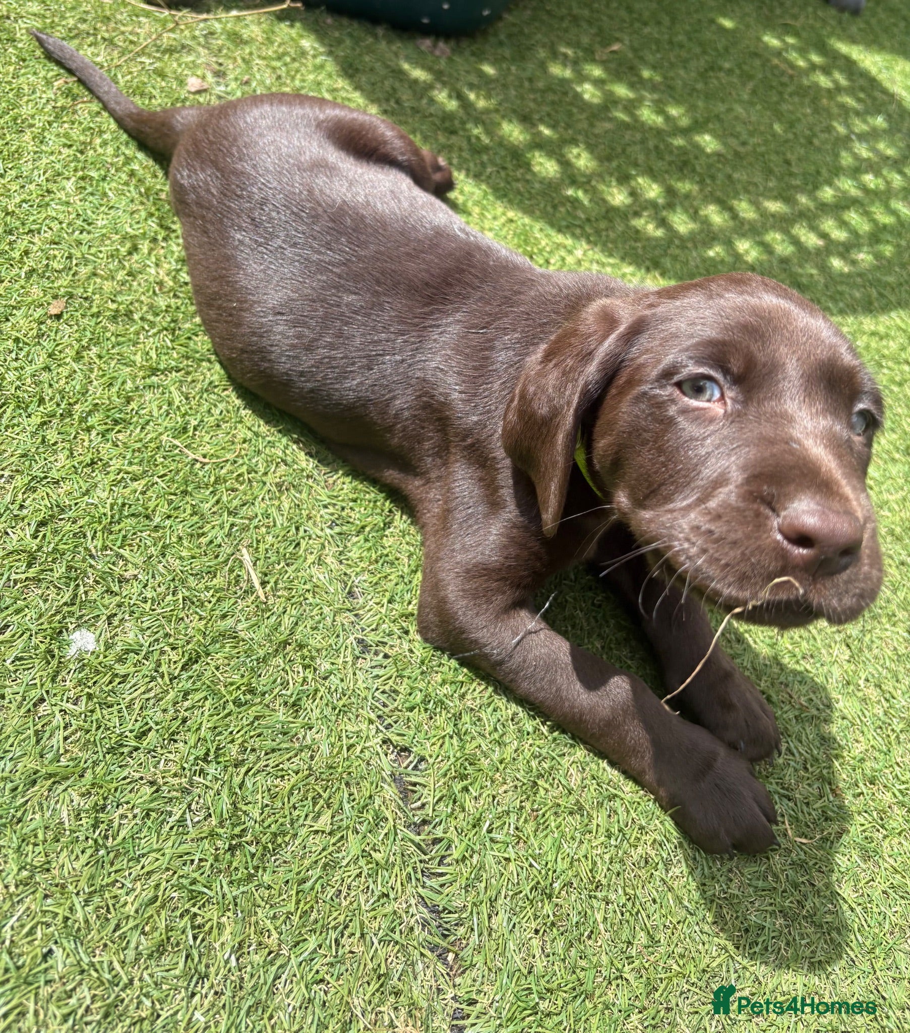 Labrador Retriever dogs Gorgeous Labrador Puppies – Ready Now 🐾 - Advert 5