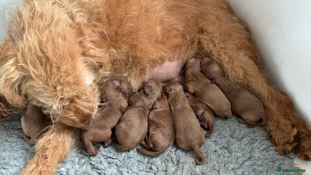 Labradoodle dogs for sale: Health Tested Fox Red (Miniature) Labradoodles - Image 4
