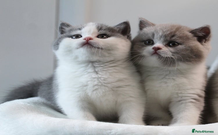 British Shorthair cats - Advert 1