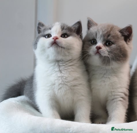 British Shorthair cats - Advert 1