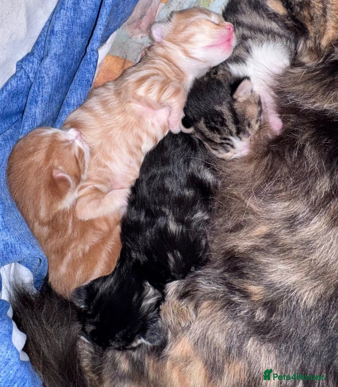 Mixed Breed cats for sale: Lovely little kittens  - Advert 2