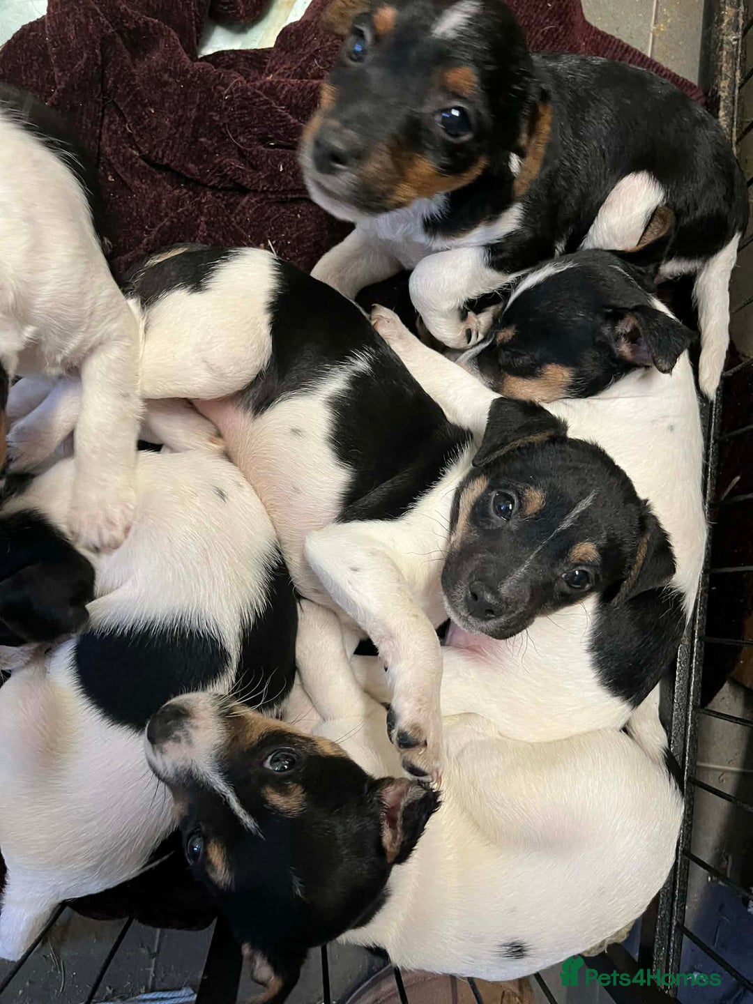 Jack Russell dogs for sale: Gorgeous Jack Russell puppies  - Advert 6